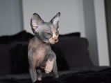 Mon Sphynx