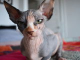 Mon Sphynx