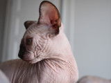 Mon Sphynx