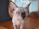 Mon Sphynx