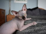 Mon Sphynx