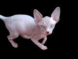 Élevage de Sphynx