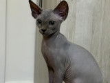 Élevage de Sphynx