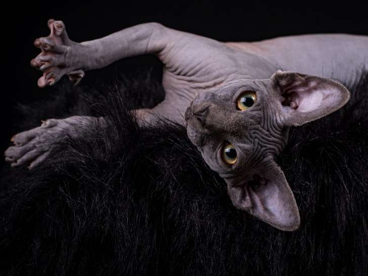 Signature Sphynx