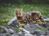 O Bengal