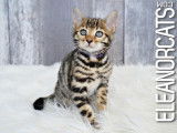Eleanorcats
