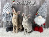 Eleanorcats