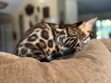 Chaton Maverick