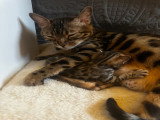 Janet et son chaton