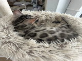 Chaton Lucky