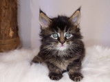 Beauce Main Coon