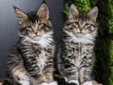 Beauce Main Coon
