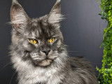 Beauce Main Coon