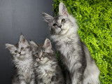 Beauce Main Coon