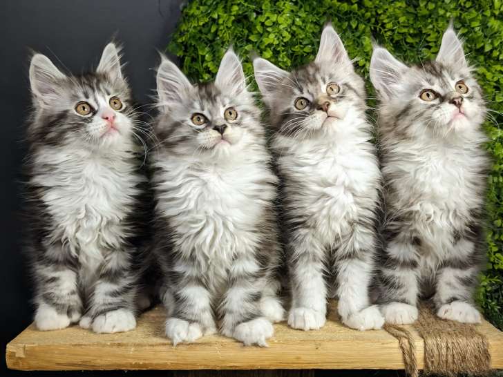 Beauce Main Coon