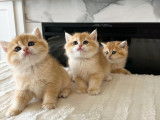 Kingdomofcats