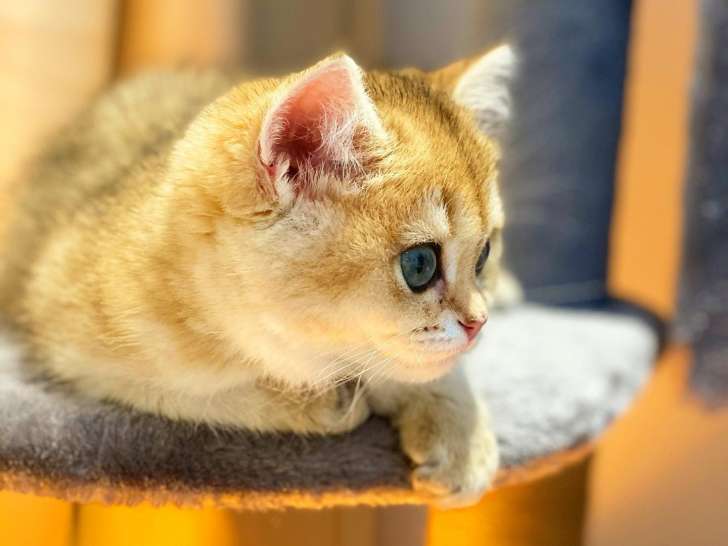 Kingdomofcats