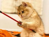 Kingdomofcats