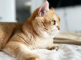Kingdomofcats