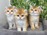 Kingdomofcats