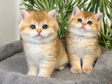 Kingdomofcats