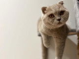 Kingdomofcats