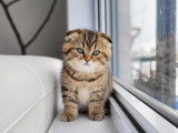 Kingdomofcats
