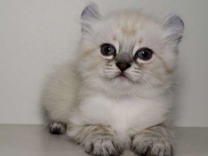 Mi-Chat