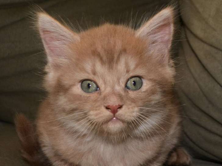 Mi-Chat