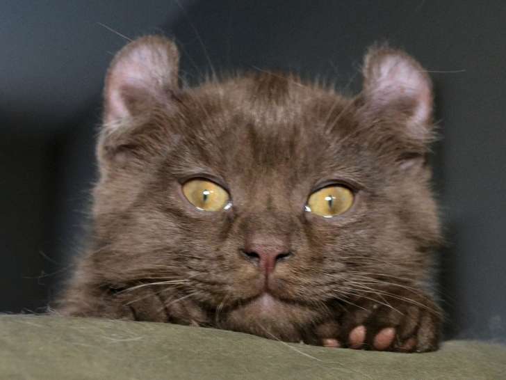 Mi-Chat