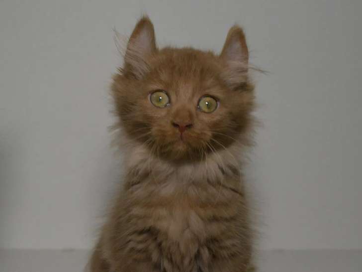 Mi-Chat