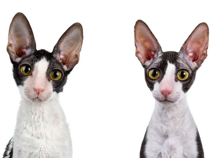 Rex Kat et Cat