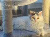 Sherpa Cats