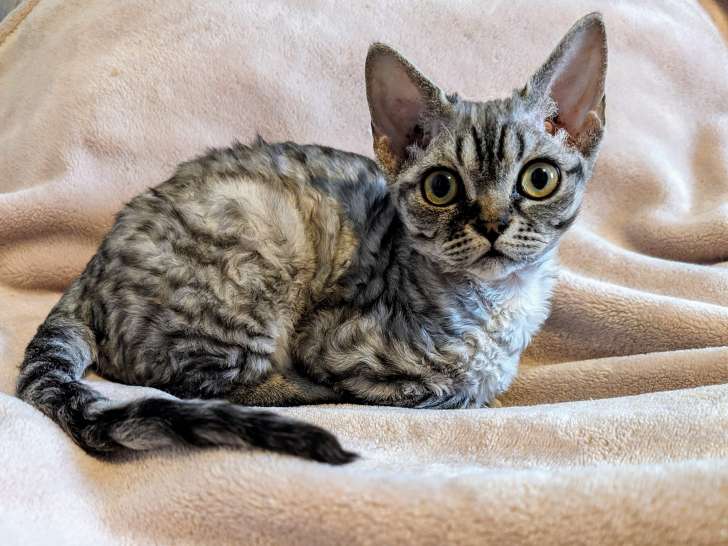 Céleste