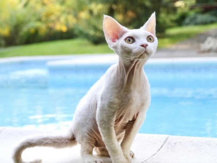 Unikcatz