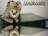 Unikcatz