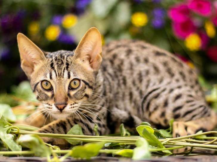 Unikcatz