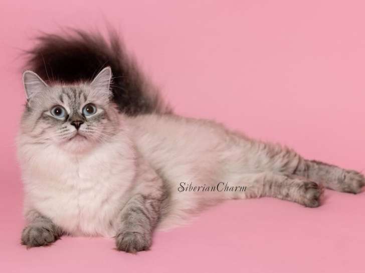 SiberianCharm