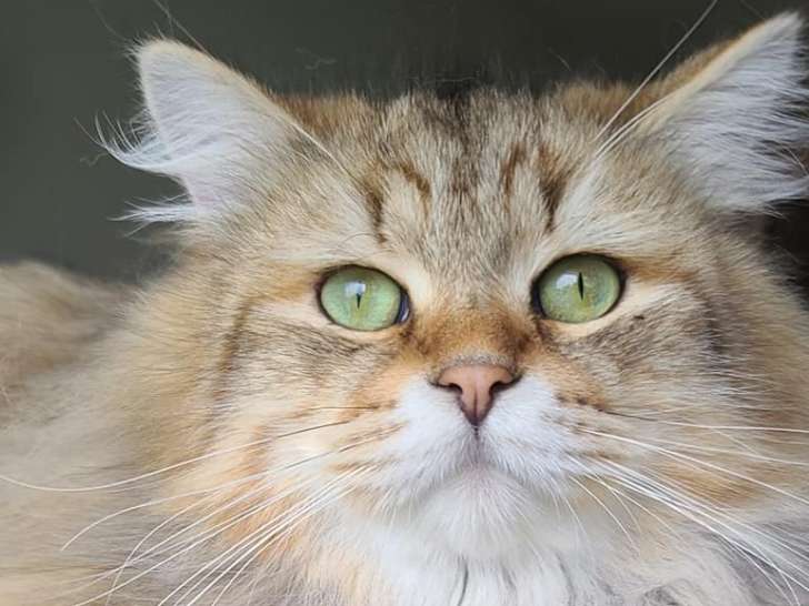 SiberStar