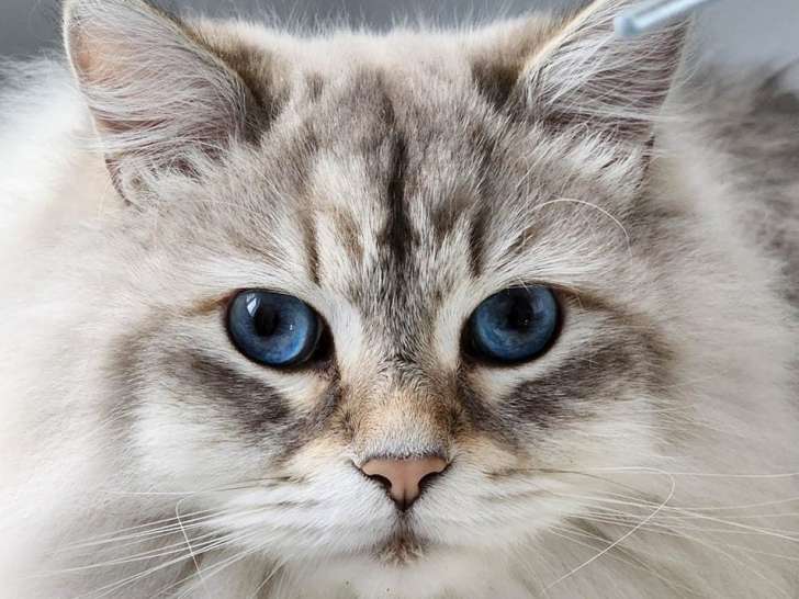SiberStar
