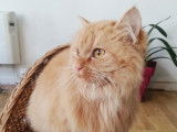 Scooby Et Cie