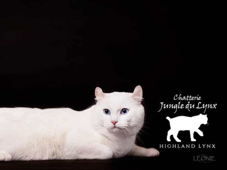 Jungle du Lynx