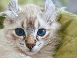 Lynx des Pins