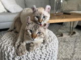 Lynx des Pins