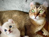 Lynx des Pins