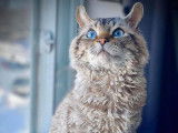 Lynx des Pins