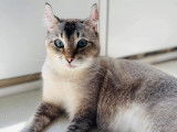 Lynx des Pins
