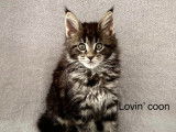 Lovin' coon