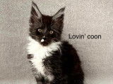 Lovin' coon