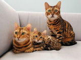 Félins Bengals